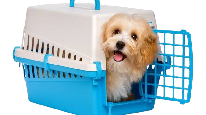 Transporte, camas e casinhas